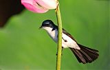 Paperbark Flycatcher